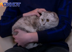 Победители конкурса «Самый красивый кот Волгодонска» получили свои долгожданные призы