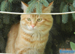 GuF — 48-й участник конкурса «Самый красивый кот Волгодонска»