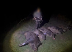 Страстный убийца семерых кабанов и одного кабаненка из Семикаракорска предстанет перед судом 