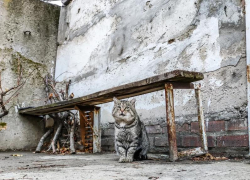 «Люди, не оставляйте нас на даче»: дачный сезон в Волгодонске подходит к концу