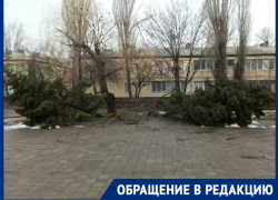 «Спасите ели!»: волгодонцы просят прикопать упавшие елки на площади Дзержинского
