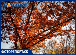 Красный дуб «загорелся» в Волгодонске: что можно увидеть в городском дендрарии 