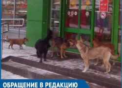 Лакомящаяся костями стая диких собак заблокировала выход из «Пятёрочки» в Волгодонске