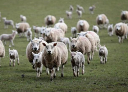 Около тысячи нелегальных овец попали под карантин в Волгодонском районе