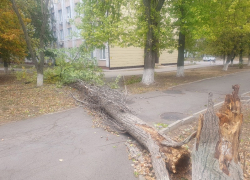 До 80 км/ч и выше: сильный ветер крушит и валит деревья по всему Волгодонску