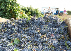 Владелец виноградников в Мартыновском районе задолжал своим работникам 6,5 миллионов рублей