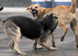 «Живое оружие на улицах города»: Бездомные собаки пугают жителей Волгодонска