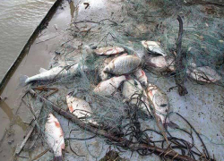 За незаконную рыбалку в порту Волгодонска мужчин приговорили к лишению свободы