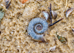 Раковину сидячеглазой улитки обнаружили на берегу Цимлянского водохранилища 