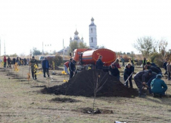 Волгодонцам напомнили о порядке обращения с зелеными насаждениями
