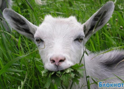 Под Волгодонском уроженцы Таджикистана «полюбили» козу несколько раз