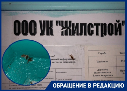 Сотни тараканов атаковали МКД на улице Дружбы в Волгодонске