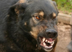 Бешеную собаку забили насмерть палкой и сожгли после нападения на семилетнего ребенка