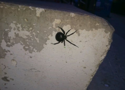 В центре Волгодонска найден смертельно-опасный паук-каракурт