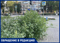 «Мы же задохнемся от цветущей амброзии!»: горожанка требует убрать аллерген с городских улиц