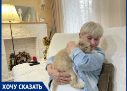 «Одному коту прокусил яйцо, второму - выгрыз глаз!»: соседский кот-убийца с гипоксией головного мозга уничтожает домашних питомцев