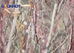 Природа чудит: в Волгодонске в ноябре набухли почки вербы 