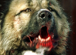 Бешеная кавказская овчарка искусала руки и живот женщине под Волгодонском