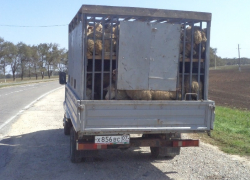 В Ремонтненском районе вор увез 72 овцы на «Газели»