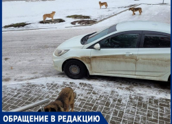 На В-9 родители вынуждены отводить детей в школу из-за агрессивной стаи собак