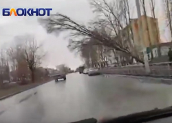 Из-за сильного ветра дерево упало на высоковольтные провода на Гагарина