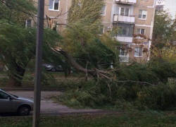 Дерево рухнуло на проезжую часть по улице Дзержинского в Волгодонске