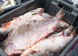 28 килограммов замороженной рыбы украл из магазина волгодонец