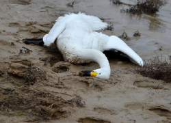 Причины массовой смерти лебедей в Орловском районе остались загадкой
