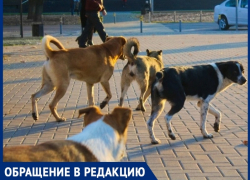 Голодные собаки едва не разорвали женщину у стен лицея №24