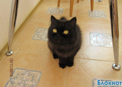 Брюнетка — десятая участница конкурса «Самый красивый кот Волгодонска