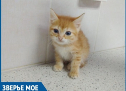 Полукилограммовому рыжему котенку в Волгодонске отчаянно пытаются найти семью