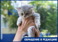 Котенок «Вискас» ищет своих хозяев