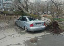 Огромное дерево раздавило машину на Гагарина в Волгодонске 