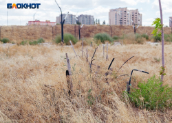 «На месте плитки должны быть деревья»: Юрий Слюсарь раскритиковал проекты парков без зелени