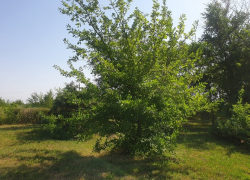 Старейшими деревьями в Волгодонске являются дубы