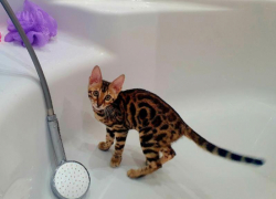 Фальстарт: гидравлические испытания тепловых сетей в Волгодонске перенесли на июнь 