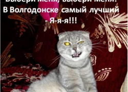 Шел — двадцать шестой участник конкурса «Самый красивый кот Волгодонска»