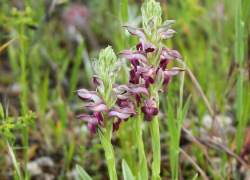 Редкую дикую орхидею с запахом клопов можно найти на берегу Цимлянского водохранилища