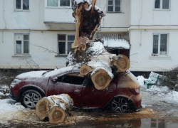 Как в фильме ужасов: во дворе на Морской на «Рено» рухнуло огромное дерево