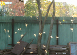 Волгодонск снова захватили полчища мошкары - читатель 