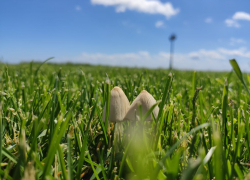 Волгодончанка отравилась грибами, которые собрала в парке Победы 