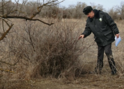 Рядом с Волгодонском ввели в оборот сотни гектаров ранее заброшенных сельхозземель