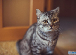 Феликс — тридцать третий участник конкурса «Самый красивый кот Волгодонска»