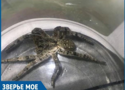 Волгодонцы обнаружили во дворе дома южнорусского тарантула