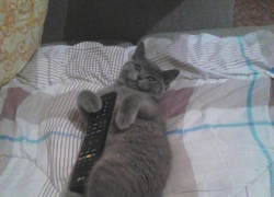 Боня — 50-й участник конкурса «Самый красивый кот Волгодонска»