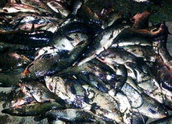 В Волгодонском районе пресекли транспортировку рыбы сомнительного качества