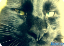 Музя — 44-й участник конкурса «Самый красивый кот Волгодонска»