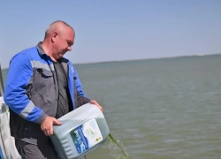 Более трех тонн водорослей для прожорливых рыб-камышеедов выпустили в пруд-охладитель Ростовской АЭС