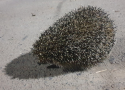 Слабый дождь и веселые ежики могут ожидать волгодонцев во вторник