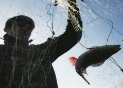 Благодаря «Путине» цимлянские полицейские поймали ловца краснокнижной рыбы